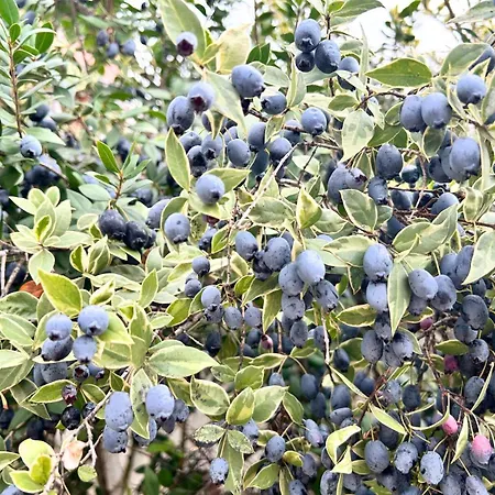 Cabras, Vacanze A Due Passi Dal Mare Vakantiehuis Càbras