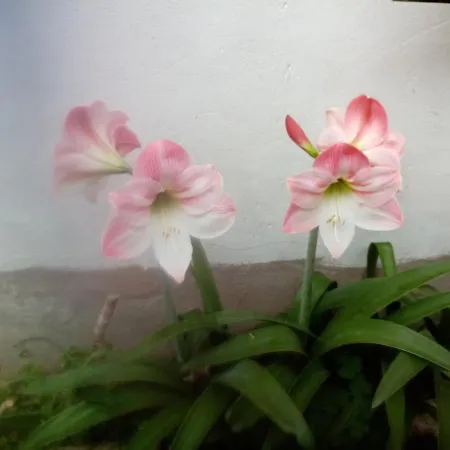 펜션 Cabras, Vacanze A Due Passi Dal Mare 까브라스